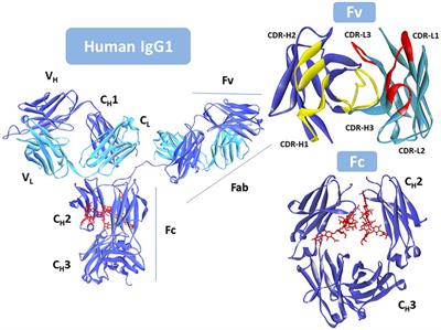 Progress and Challenges in the Design and Clinical Development of Antibodies for Cancer Therapy